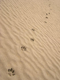 Dog Trail