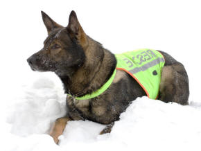 German Shepherd Dog Search and Rescue Tracker