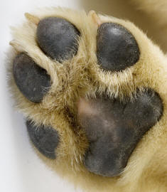 Labrador Retriever Paw