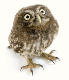 Owl Talons