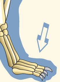Phalanges of Domestic Cat Forefoot