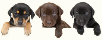Puppies Present Forepaws