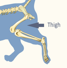 Thigh Domestic Cat