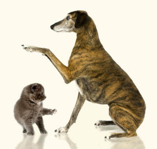 Whippet and Kitten Raising Paws