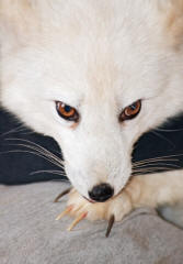 Arctic Fox Alopex lagopus