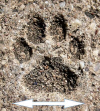 Cat Track Width