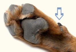 Dog Paw Illustrating Dew Claw
