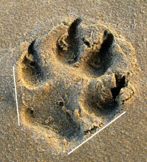 Track Walls Illustrated in Dog Track