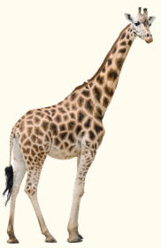 Giraffe giraffa camelopardalis