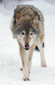 Gray Wolf (Canis lupus)
