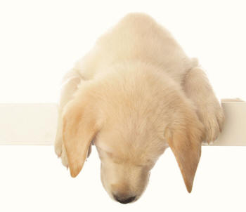 Labrador Retriever Leaning Down Revealing Paws