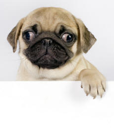 Pug Puppy
