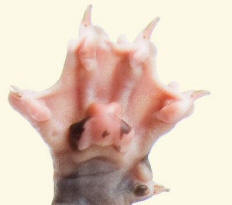 Paw and Claws of Sphynx Cat