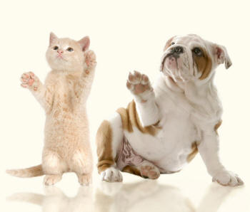 Standing Kitten and Bulldog Raising Paws