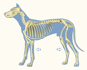 Zeugopodium Illustration Revealing Paws