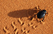 Beetle Trail