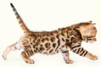 Bengal Kitten