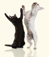 Black Cat and French Bulldog Reaching Upwards