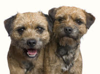 Border Terriers