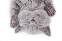 British Shorthair Kitten Feet