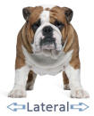 Lateral Illustrated by Bulldog