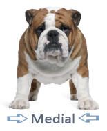 Medial Term Illustrated by Bulldog