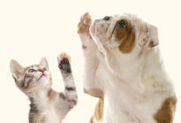 Bulldog and Kitten Forelimbs