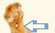 Carpal Pad of Kitten
