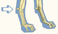 Carpals of Dog