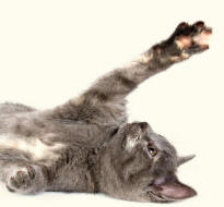 Cat Limb