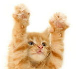 Limbs of a Kitten