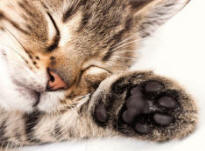 Front Paw of Kitten
