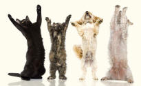 Limbs of Cats and Dogs