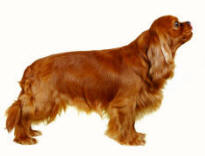Cavalier King Charles Spaniel