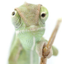 Prehensile Chameleon
