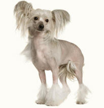 Chinese Crested Dog