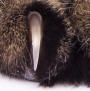 Claw of Cat