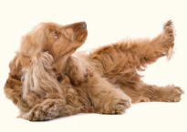 Hind Limbs of Cocker Spaniel