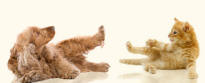 Cocker Spaniel and Kitten Lift Hind Legs