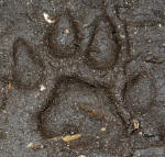 Cougar Track