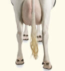 Cow Hocks