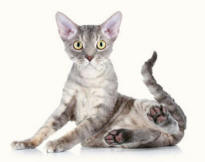 Hind Feet of Devon Rex Revealing Paws