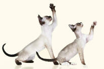 Siamese Devon Rex Cats' Feet