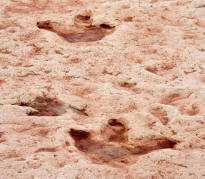 Dinosaur Trail