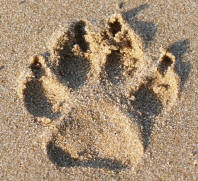 Dog Track in Sand