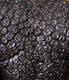 Dog Nose Close-up