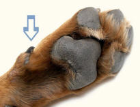 Dew Claw of Dog