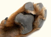 Dog Paw SL