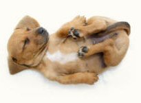 Pelvic Limbs of Dog