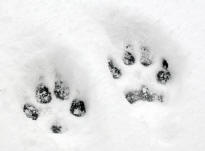 Dog Tracks in Snow